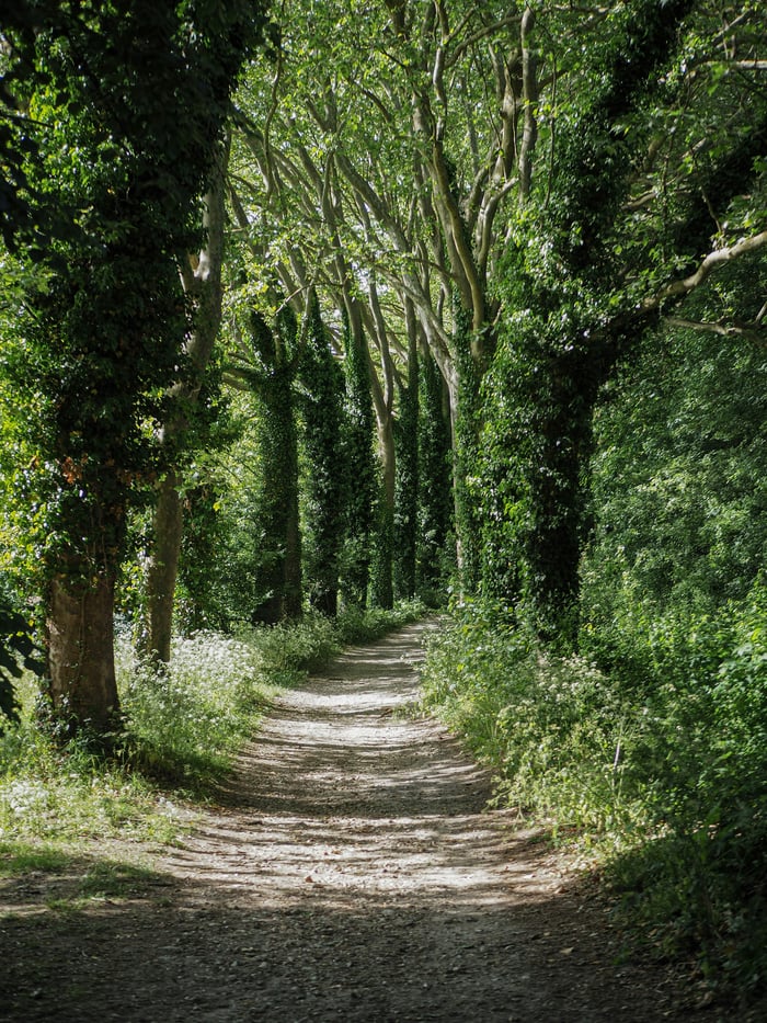 Chemin de Vie Transgénérationnel image