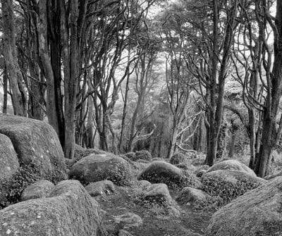 _IMG_plant_1-1