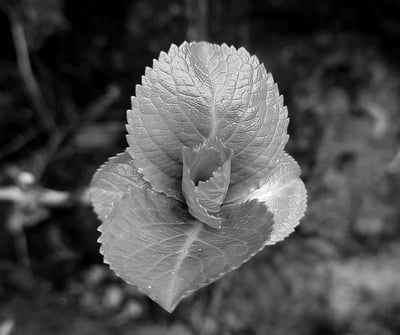 _IMG_plant_2